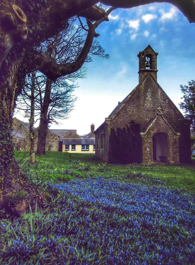 'Spring Has Finally Sprung', Vaynol Estate,Bangor, Wales (February 2020)